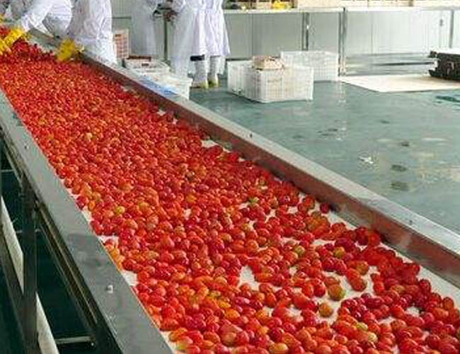 大枣/草莓清洗风干流水线